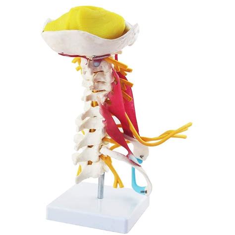 Buy DBSCD Human Cervical Spine Model Cervical Spine Muscle And Nerve