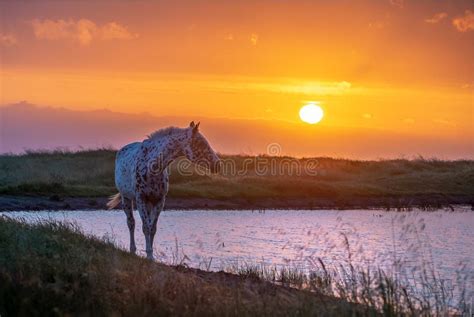 Horse In Golden Dusk Stock Photo Image Of Wilderness 264990420