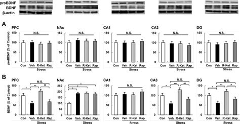 Levels Of Probdnf And Bdnf In The Brain Regions A Western Blot