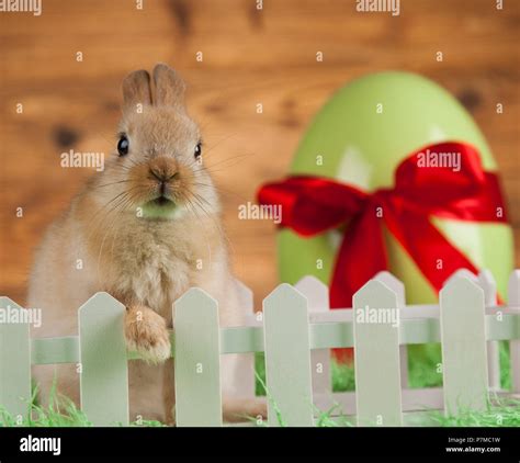 Little Easter Bunny Stock Photo Alamy