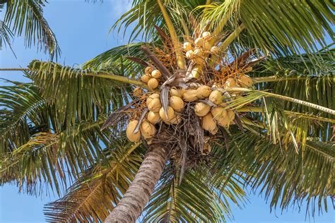 Palm Oil Vs Coconut Oil What Are The Differences Health Benefits And