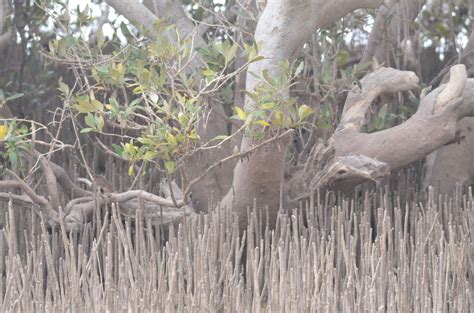 White Mangrove In The Mangroves Of Mlalazi Estuary BioDiversity4All