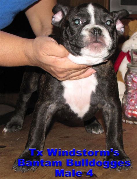 Bantam Bulldogge Male 4 This Little Boy Has It All Always Playing