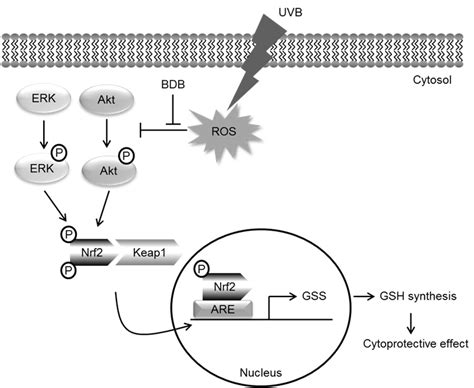 Schematic Hypothesis Of Cytoprotective Effect Of Bdb Against