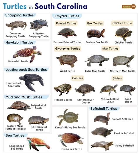 List Of Turtles Found In South Carolina With Pictures