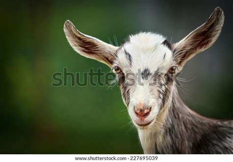 Drawing Goats Portrait Stock Illustration Shutterstock