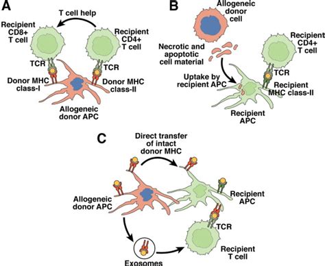 Immunologic Basis Of Graft Rejection And Tolerance Following