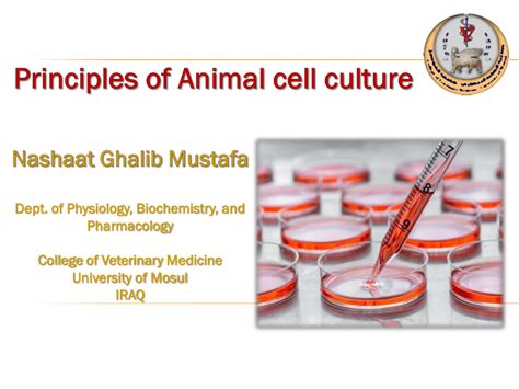 (PDF) Principles of Animal cell culture