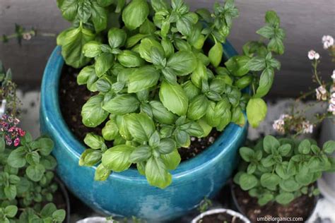 Tips For Growing Herbs In Containers Umbel Organics