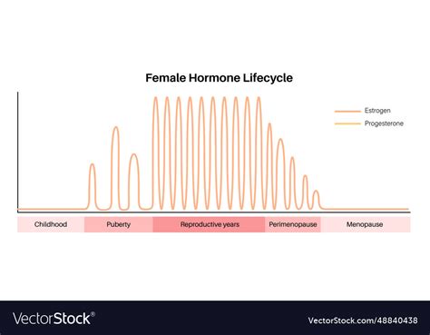 Hormones in pregnancy Royalty Free Vector Image