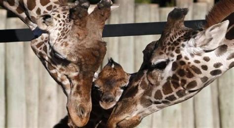 Il Viaggio Epico Della Giraffa Benito Fuga Di Chilometri Per