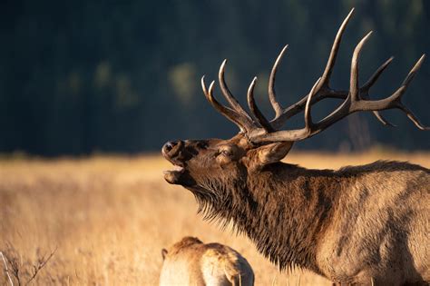 Interesting Facts About the Bull: A Closer Look - Facts Vibes