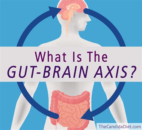 What Is the Gut-Brain Axis, And Why Does It Matter?