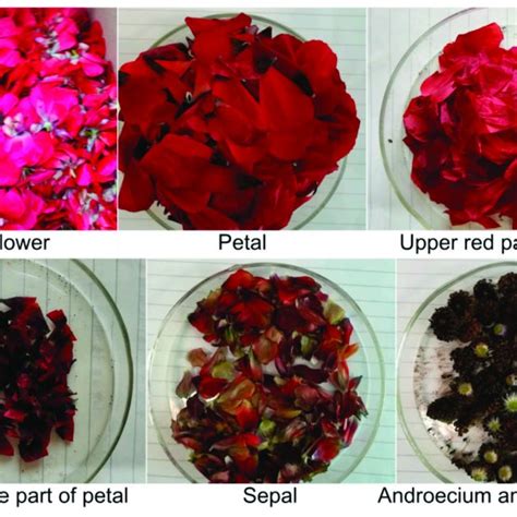 Hplc Chromatograms Of Astaxanthin Extracted From Different Parts Of The Download Scientific