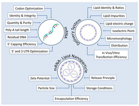 mRNA in the Context of Protein Replacement Therapy