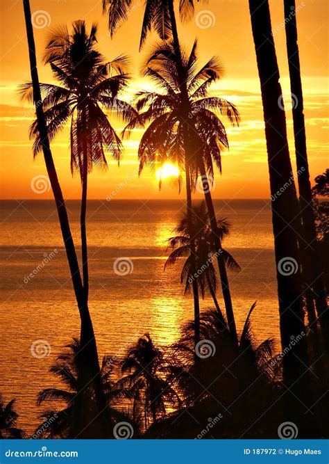 Tropical Sunset With Palm Trees Silhouette Stock Photo Image Of