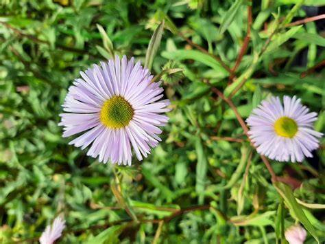 Erigeron Hybride Quakeress Kwekerij De Boever