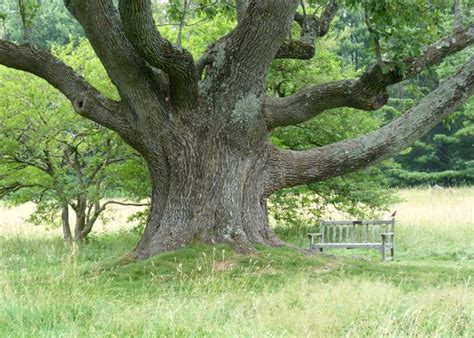 18 Common Trees In Massachusetts Have You Heard Of Them