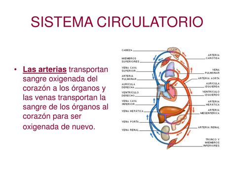 Ppt Aparato Circulatorio Powerpoint Presentation Free Download Id