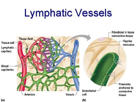 The Lymphatic System And Body Defenses The Lymphatic