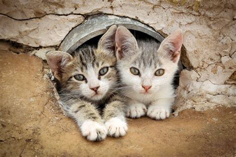 Cyprus Cat Breed Information And Characteristics