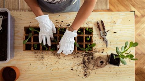 Conoces El Peligro De No Sembrar Las Plantas Todo Sobre La