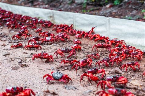 Witness The Magnificent Red Crab Migration On Christmas Island Food Travel Leisure