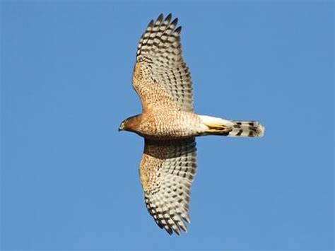 7 Species of Hawks in Florida (Pictures & Info) - Animal Hype