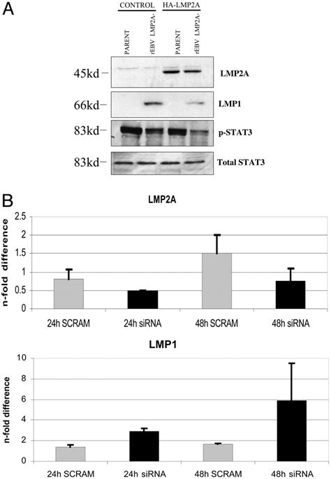 EpsteinBarr Virus Encoded LMP2A Regulates Viral And Cellular Gene