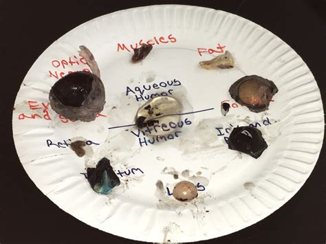 Procedure Dissecting A Cow Eye