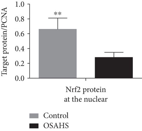 Nrf And Ho Mrna And Protein Expression In Pbmcs Of The Osahs And