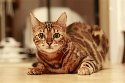 345+ Bengal Cat Names