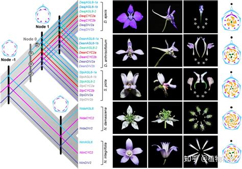 Plant Cell 中科院植物所植物所科研人员在翠雀族植物复杂花发育和进化机制研究中取得新进展 知乎