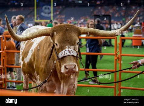 Houston Tx Usa 14th Sep 2019 Texas Longhorns Mascot Bevo Stands