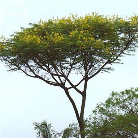 US$ 0.89 - Schizolobium parahyba Yellow Jacaranda Giant Brazilian Fire ...