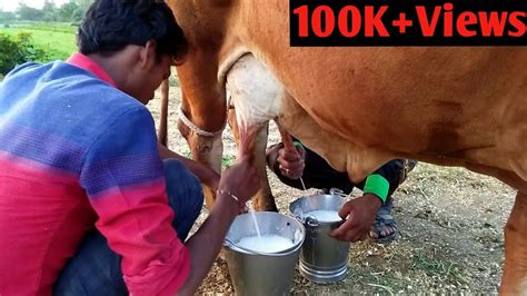 Pure Gir Cow Milk A Milk Of Gir Cow Farmarchoice