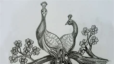 Peacock Drawing Sketch