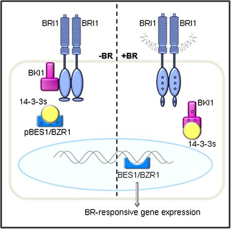 Dual Role Of Bki And S In Brassinosteroid Signaling To Link