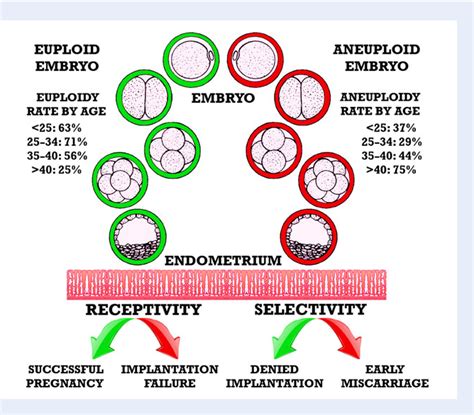 Figure 5 From Conventional And Modern Markers Of Endometrial