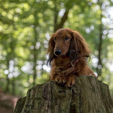 Dachshund Longhaired Dachshund Golden Retriever Retriever