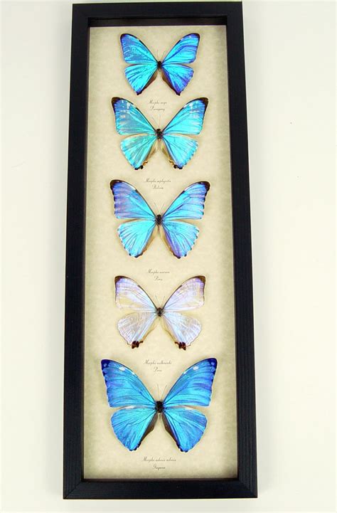 Diamond Morpho Butterfly Collection Framed Taxidermy Display