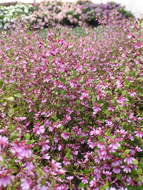 Cuphea Pink Shimmer 100 Seeds Aga Agro