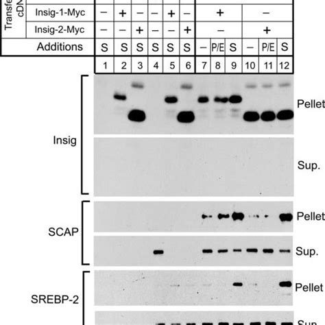 Sterol Regulated Co Immunoprecipitation Of Mammalian Insig Scap And