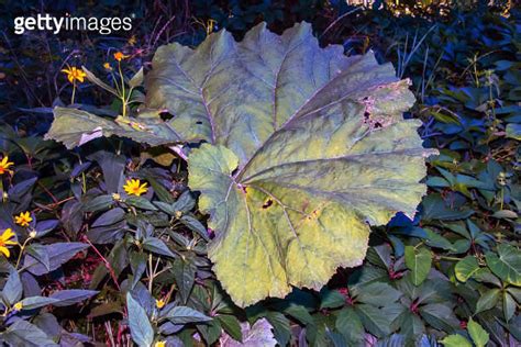 Arctium Lappa Arctium Lappa Greater Burdock Edible Burdock Lappa