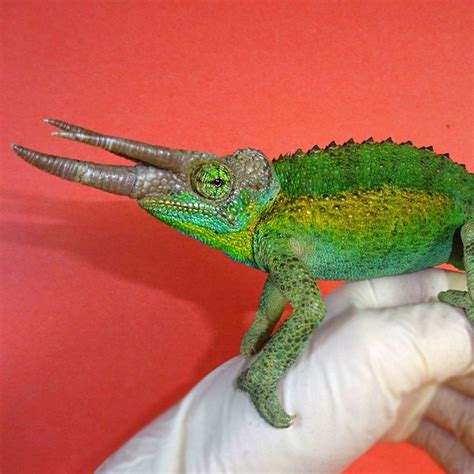 Jackson Chameleon Rainbow juvenile male