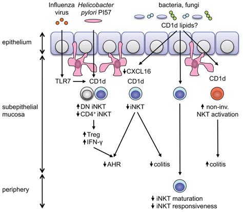 Commensal Microbiota And Nkt Cells In The Control Of Inflammatory