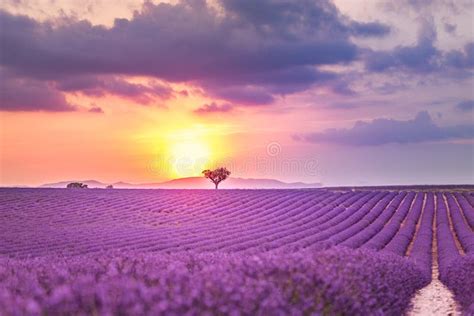 Beautiful Landscape Of Lavender Fields At Sunset Near Sault Provence