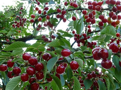 Ship From Us, DWARF FOUR IN ONE CHERRY TREE** 4 VARIETIES * 1-2 FT, P1 - Fruit/Flowering