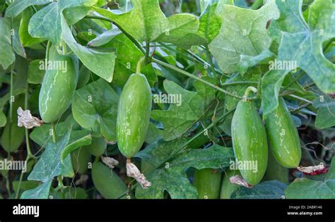 Meters Tissue Culture Ivy Gourd Plant, For Vegatables, 4-5, 54% OFF