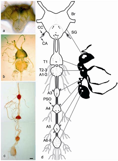 Figure From Pheromone Biosynthesis Activating Neuropeptide Pban